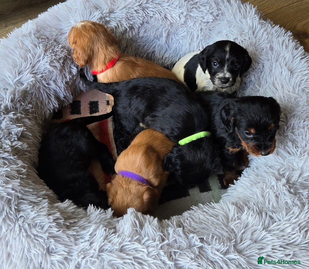 Cocker Spaniel dogs for sale: Outstanding cocker spaniel pups - Image 13