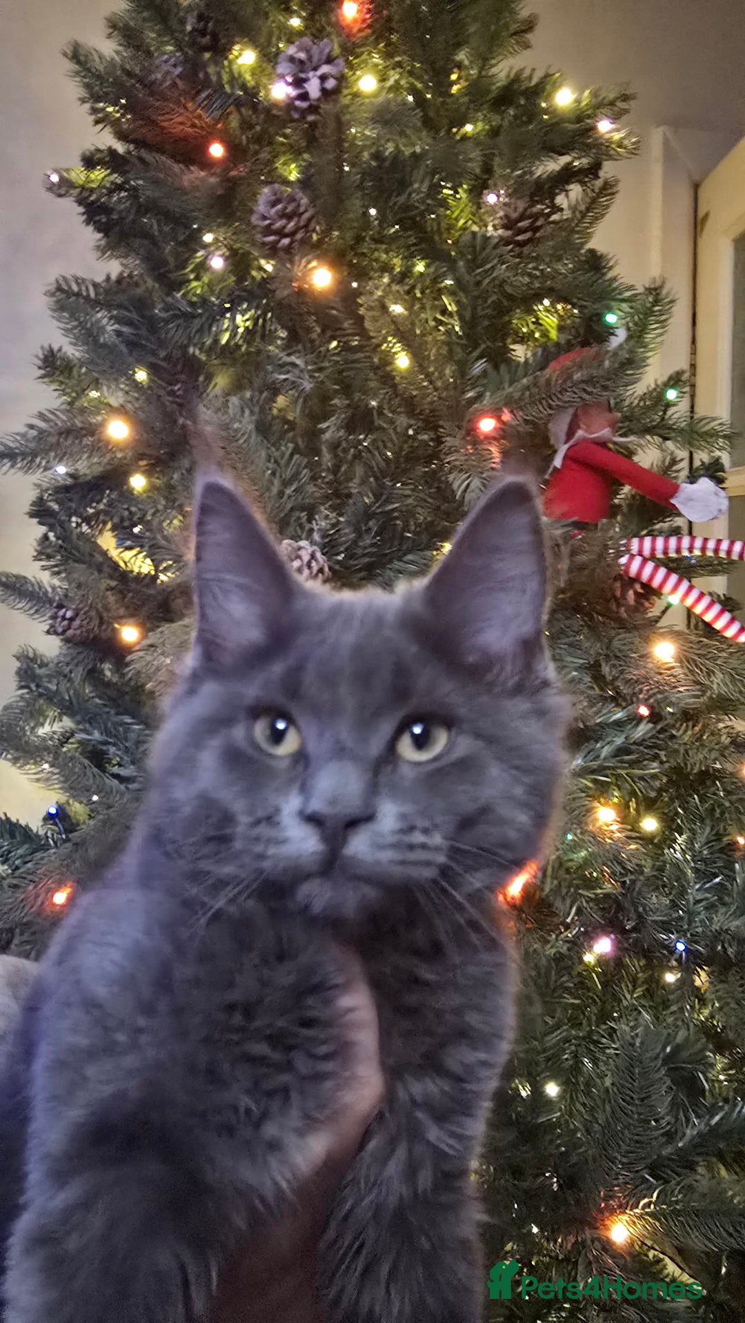 Maine Coon cats for sale: 5 beautiful maine coon ready to go - Advert 20