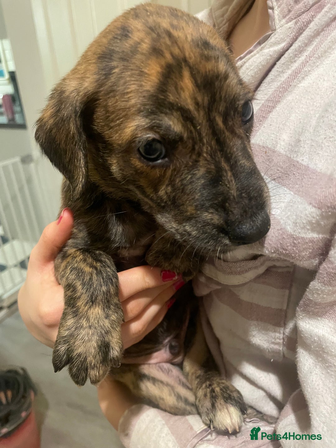 Lurcher dogs for sale: Greyhound/deerhound brindle lurchers - Advert 7