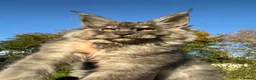 Maine Coon cats for sale: 9 STUNNING BLACK SMOKE MAINE COON CUBS  - Advert 3