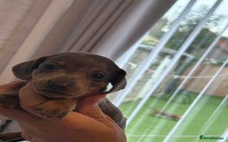 Miniature Dachshund dogs for sale: Six beautiful miniature Dachshunds - Image 19