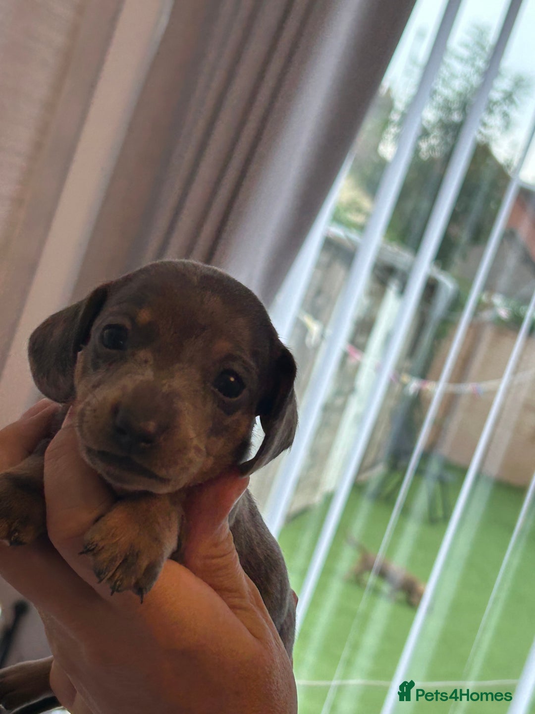 Miniature Dachshund dogs for sale: Six beautiful miniature Dachshunds - Image 19