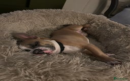 French Bulldog dogs for sale: 7 month old French Bulldog FORSALE  - Advert 3