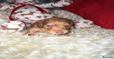 Miniature Dachshund dogs - Advert 1