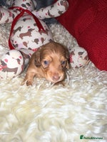 Miniature Dachshund dogs - Advert 1