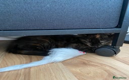 Domestic Shorthair cats for sale: beautiful tortie baby just over 8 weeks  - Image 3