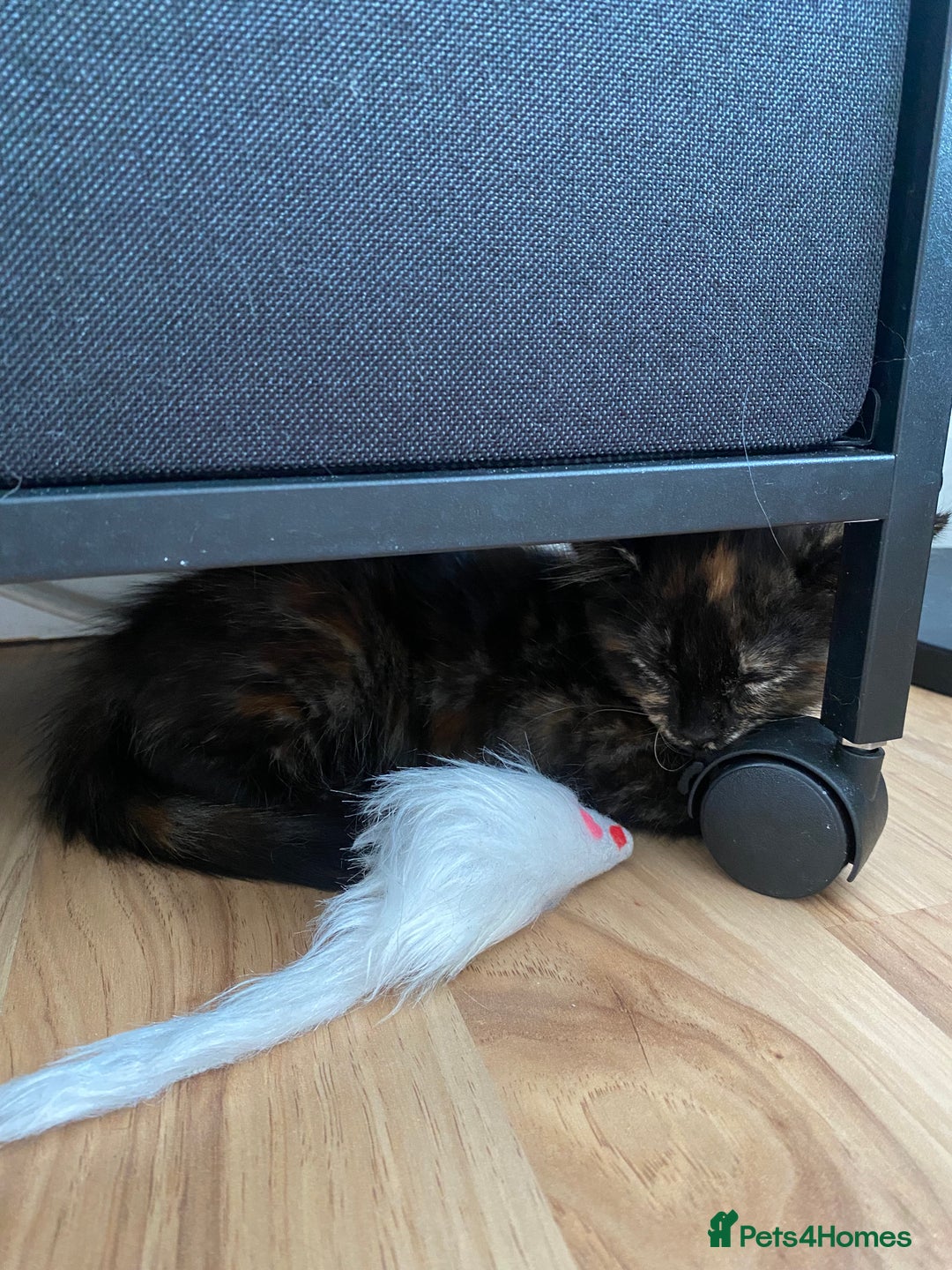 Domestic Shorthair cats for sale: beautiful tortie baby just over 8 weeks  - Image 3