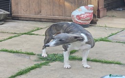 Mixed Breed dogs for sale:  Whippet × Patterdale Dog Pups - Image 18