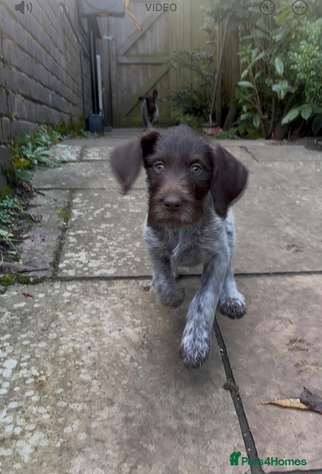 German Wirehaired Pointer dogs for sale: Beautiful GWP Pups For Sale Bred For Their Nature - Image 13