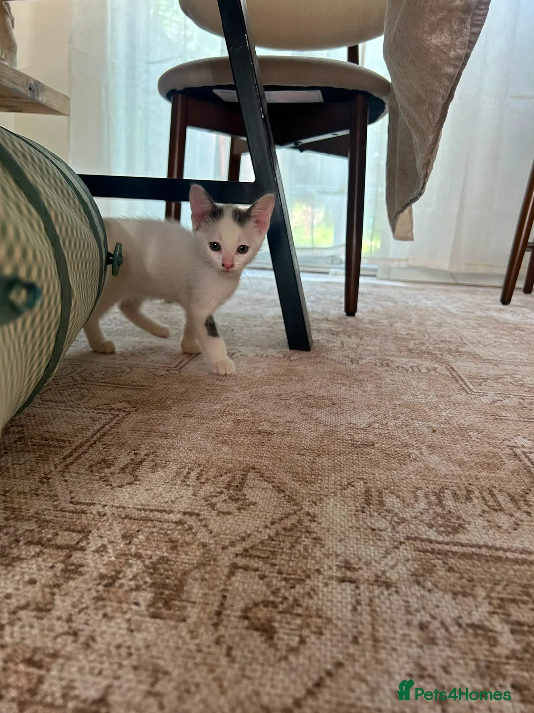 Mixed Breed cats for sale: Male kitten  in Doncaster - Advert 8