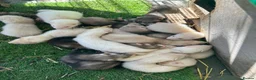 Ferret rodents for sale: Young ferrets and polecats ready now - Advert 1