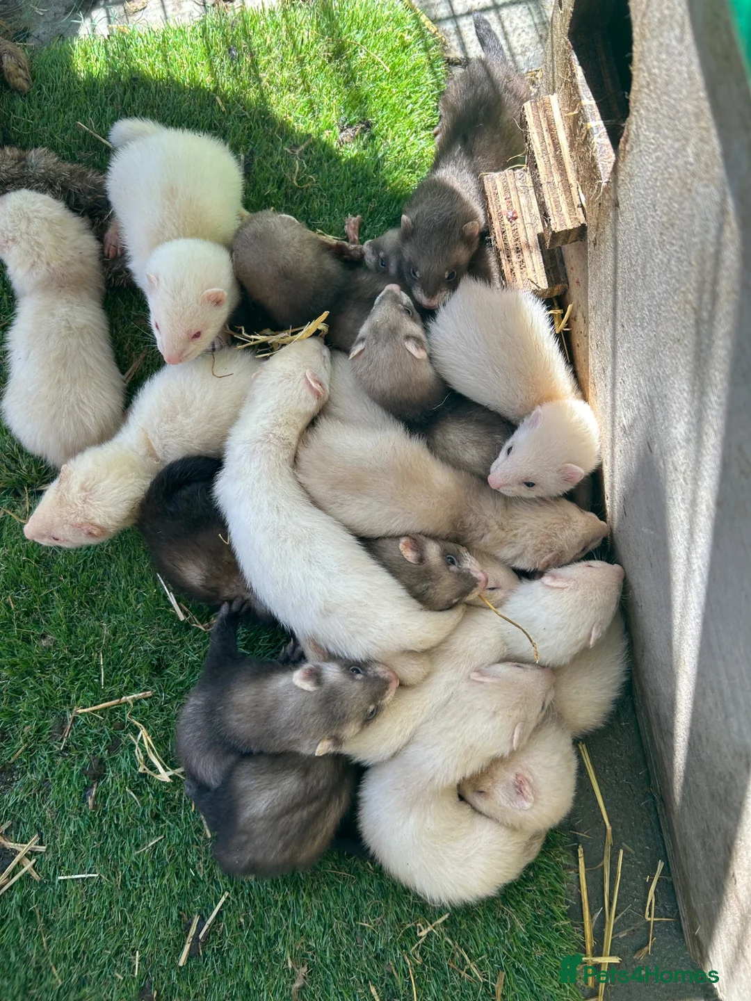 Ferret rodents for sale: Young ferrets and polecats ready now - Advert 1