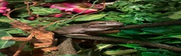 Frog reptiles for sale: Four Chunky Whites Tree Frogs and Full Set up  in Bristol - Advert 7