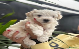 Maltipoo dogs for sale: ❤️Maltipoo beutifull puppies healthy checked❤️😍🥰 - Image 22