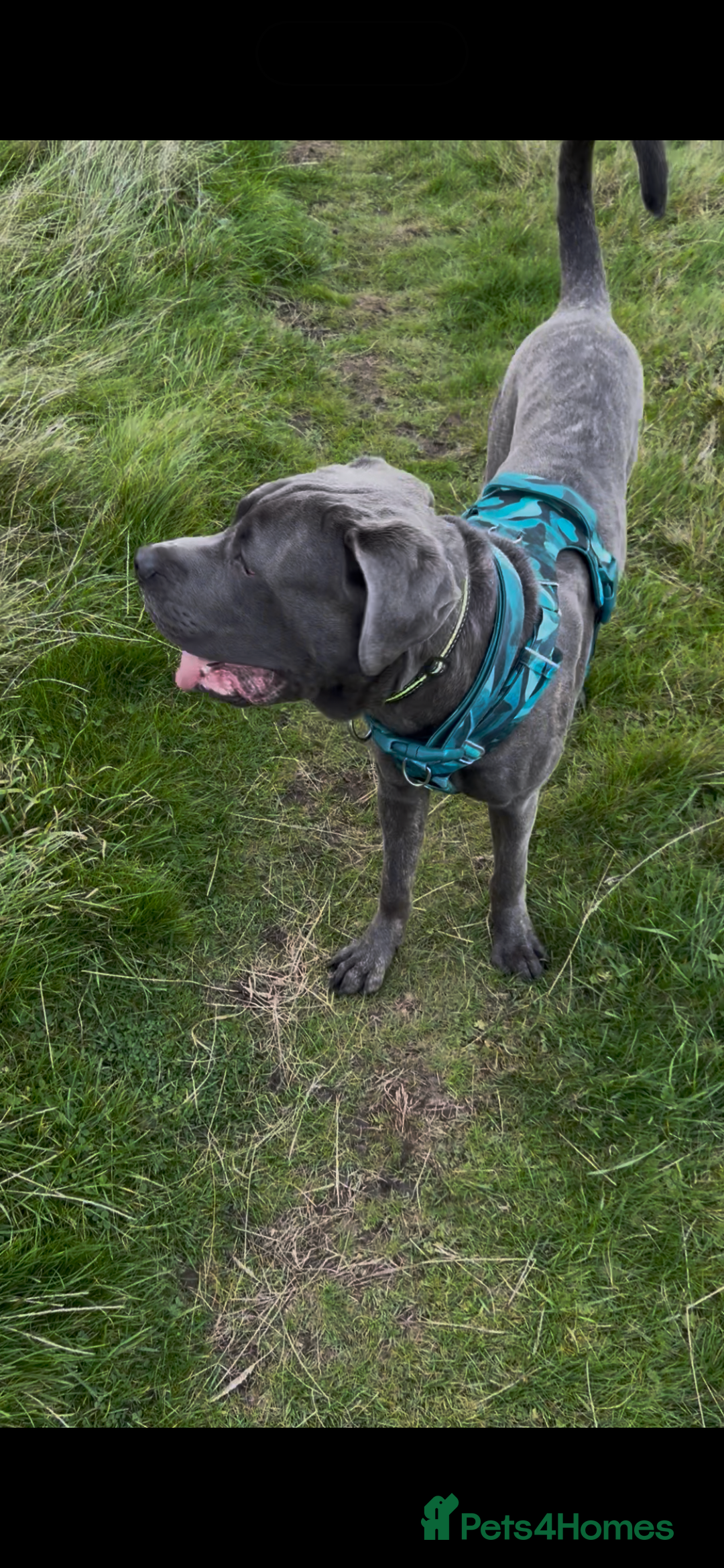 Cane Corso dogs for sale: 7 months old male Cane Corso - Image 1