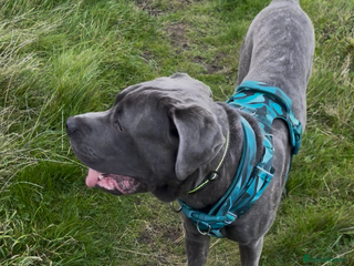 Cane Corso dogs - Advert 5