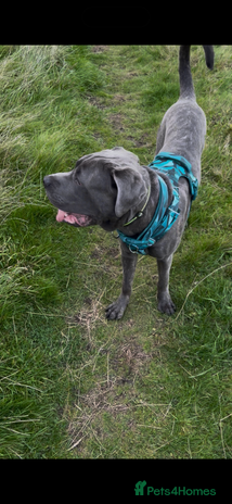 Cane Corso dogs - Advert 2