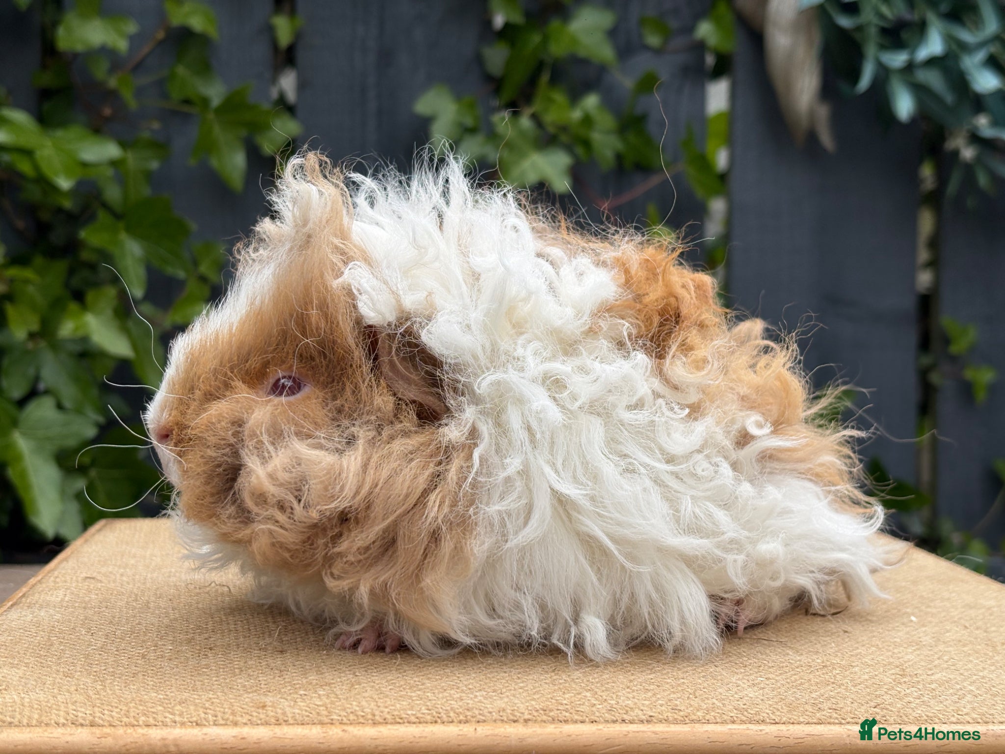 Guinea Pig rodents for sale: Purebred Lunkarya - Advert 14