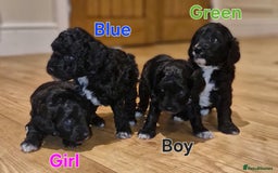 Cockapoo dogs for sale: F1B miniature/toy Cockapoos - Image 1