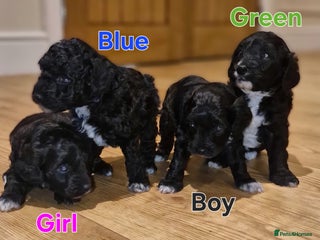 Cockapoo dogs - Advert 1