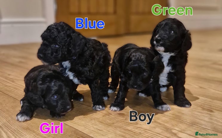 Cockapoo dogs - Advert 8