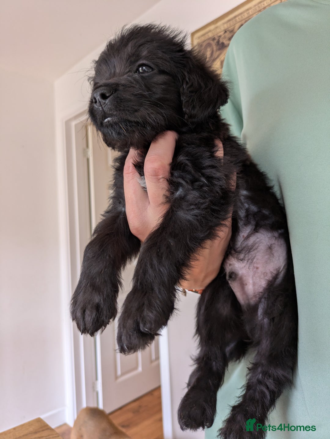 Mixed Breed dogs for sale: Gorgeous Black Poogledoodles Kid-Friendly Beauties - Image 29