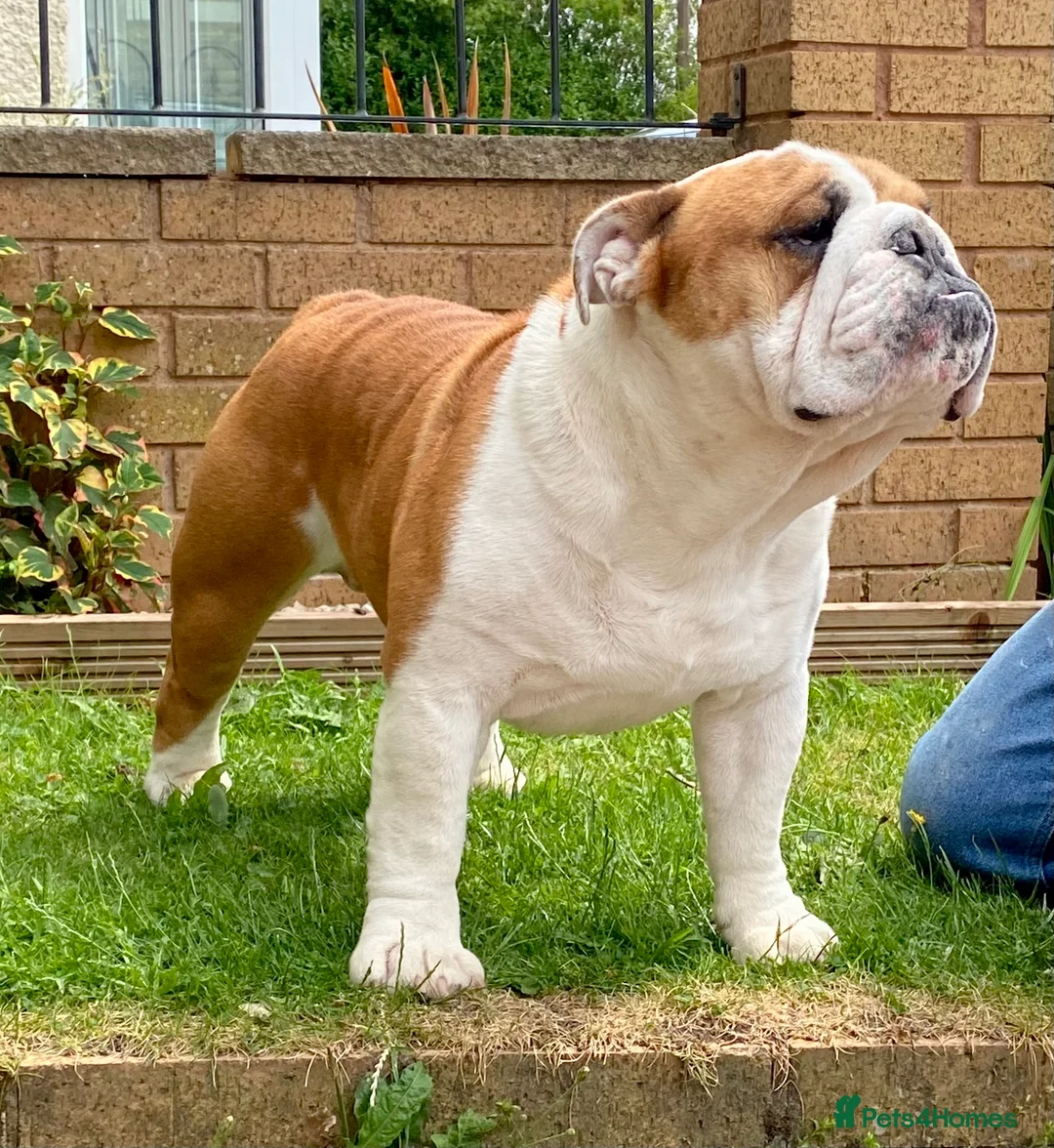 English Bulldog dogs for stud: Bulldog at Stud in Tipton - Advert 2