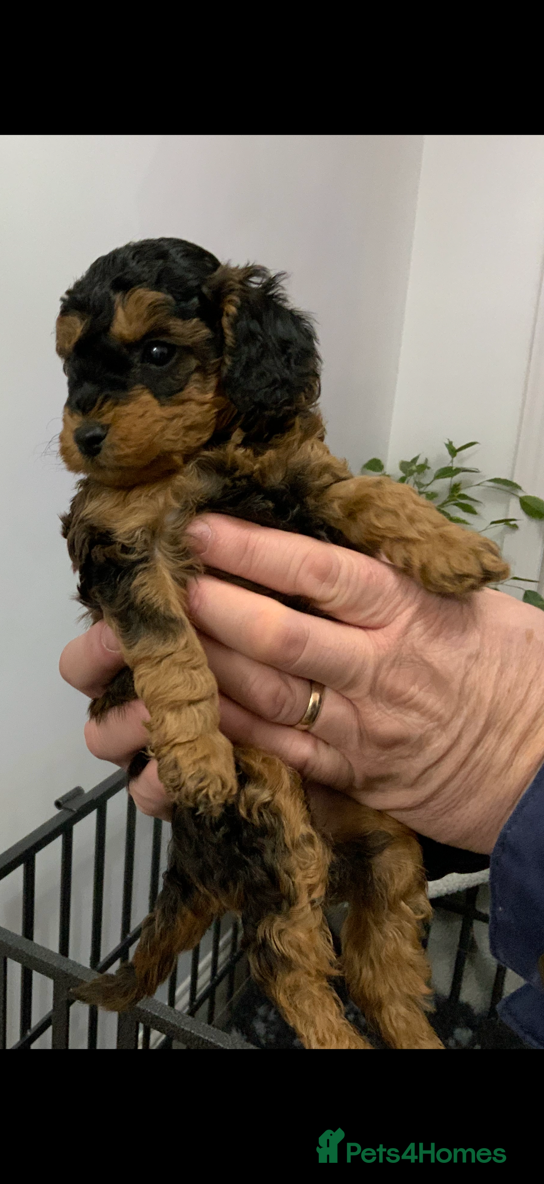 Cockapoo dogs for sale: Beautiful Cockapoo’s puppies for sale  - Advert 6