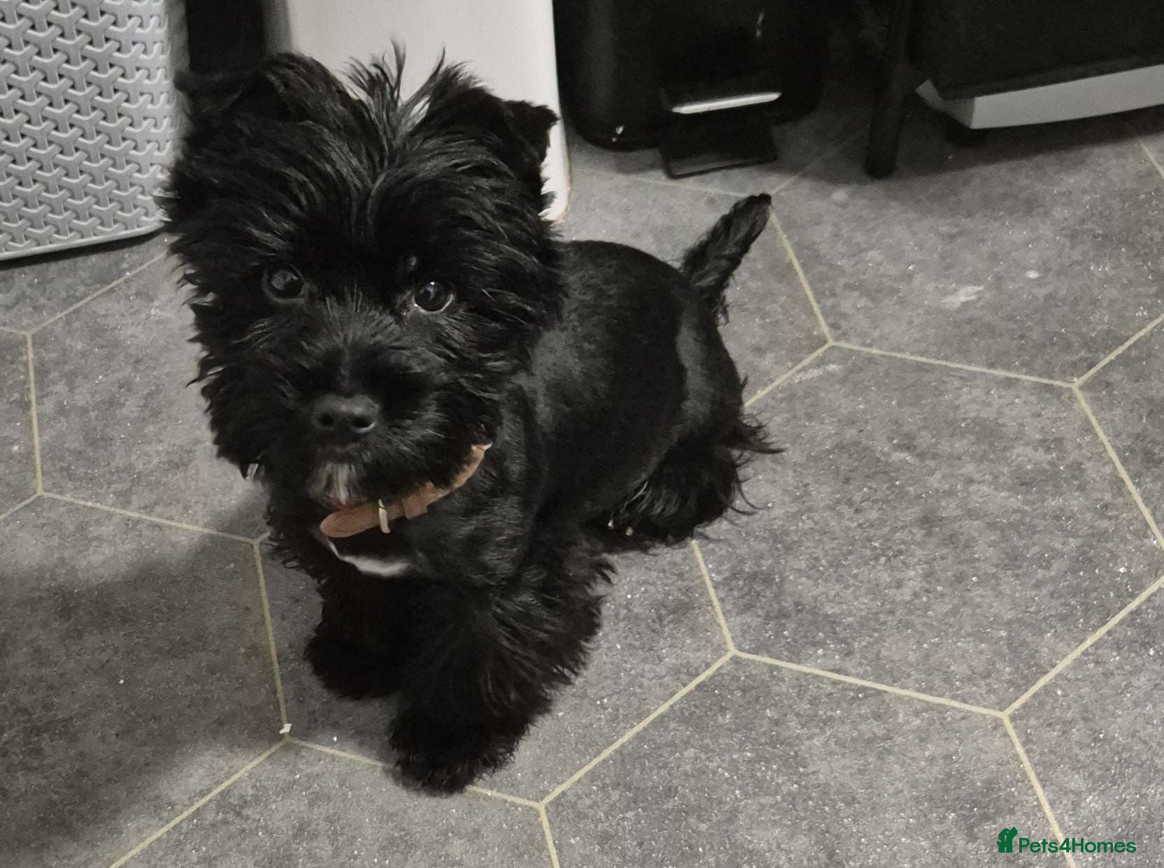 Yorkshire Terrier dogs Black yorkshire-terrier female  - Advert 15