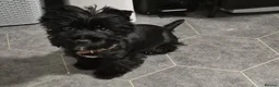 Yorkshire Terrier dogs for sale: Black yorkshire-terrier female  - Advert 1