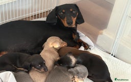 Dachshund dogs for sale: ⭐️KC reg miniature ⭐️stunning litter Dachshunds  - Image 6