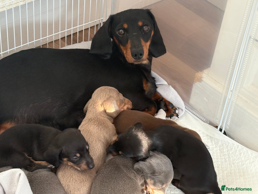 Dachshund dogs for sale: ⭐️KC reg miniature ⭐️stunning litter Dachshunds  - Image 6