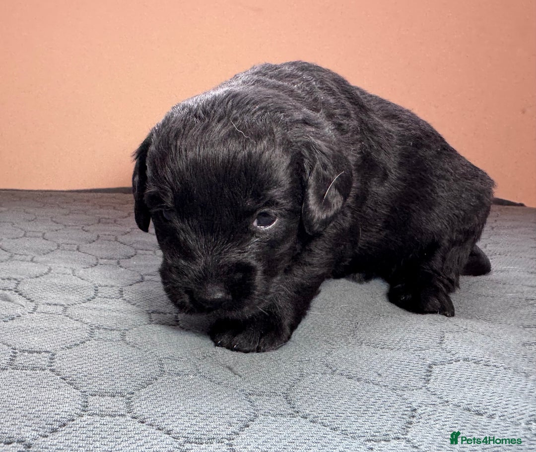 Labradoodle dogs for sale: Chocolate & chocolate Merle Miniature Labradoodles - Advert 9