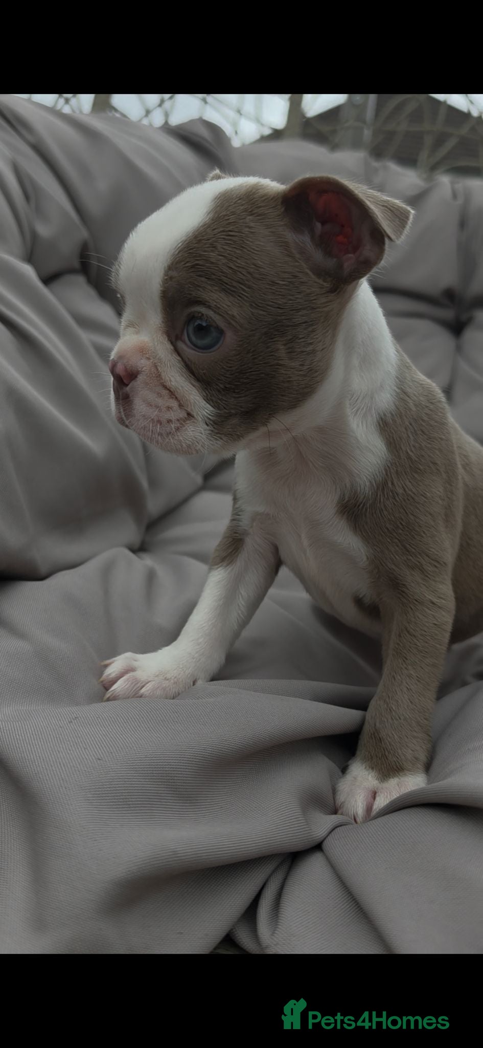 Boston Terrier dogs Beautiful baby bostons  - Advert 4