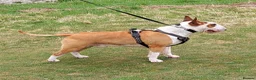 Bull Terrier dogs for stud: Stud English Bull Terrier  - Advert 12