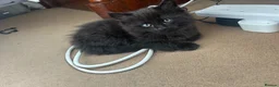 Mixed Breed cats for sale: Four kittens looking for good homes! in Edinburgh - Advert 9