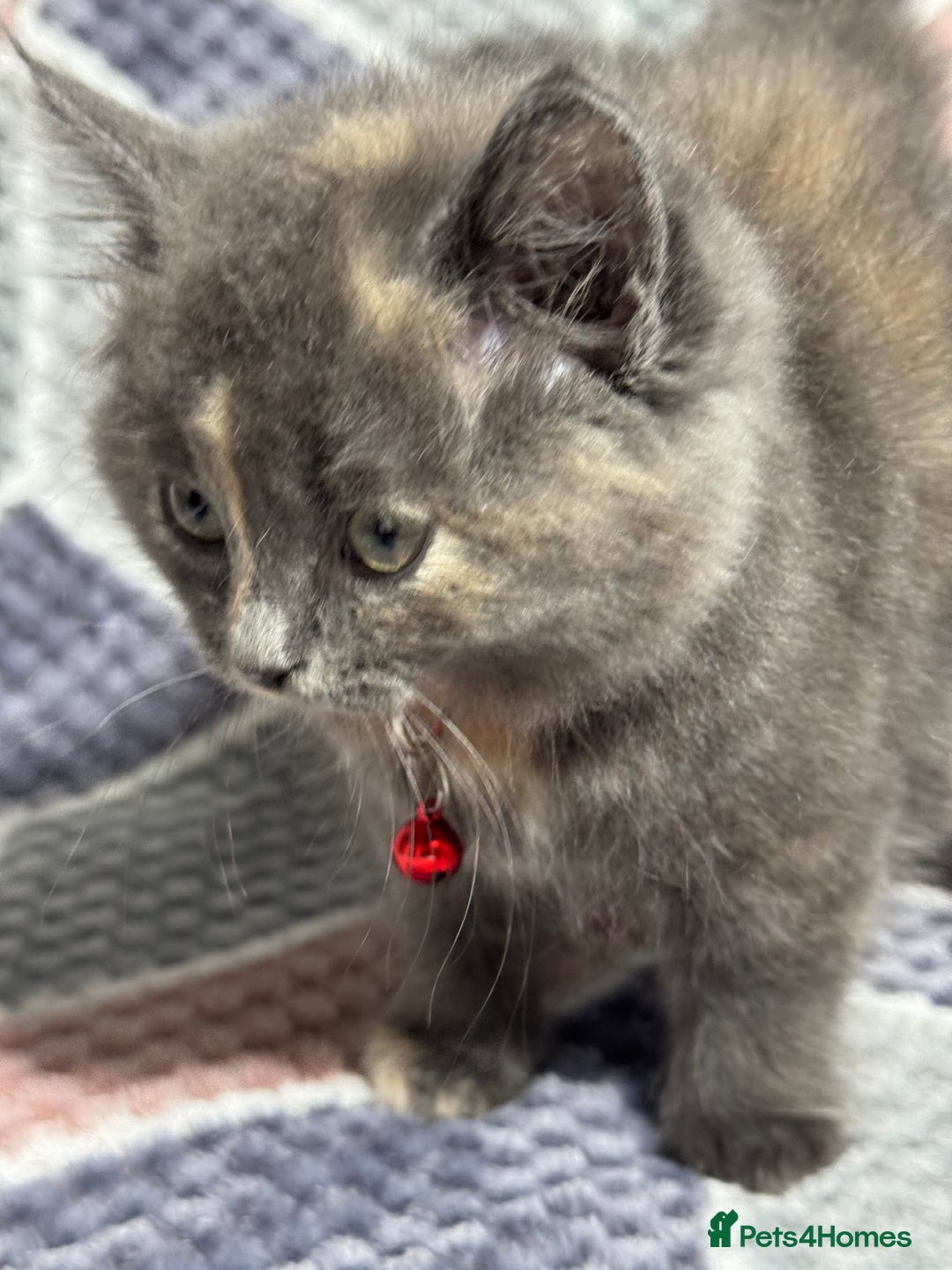 Mixed Breed cats for sale: 🐾 Adorable 9-Week Kittens for Sale 🐾 - Advert 9