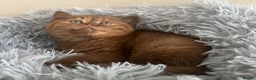 British Shorthair cats for sale: 🏆 GCCF Registered BSH Cinnamon Tortie Girl in Aldershot - Advert 1