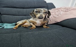 Miniature Dachshund dogs for sale: 2 miniature dachshunds must stay together - Image 5