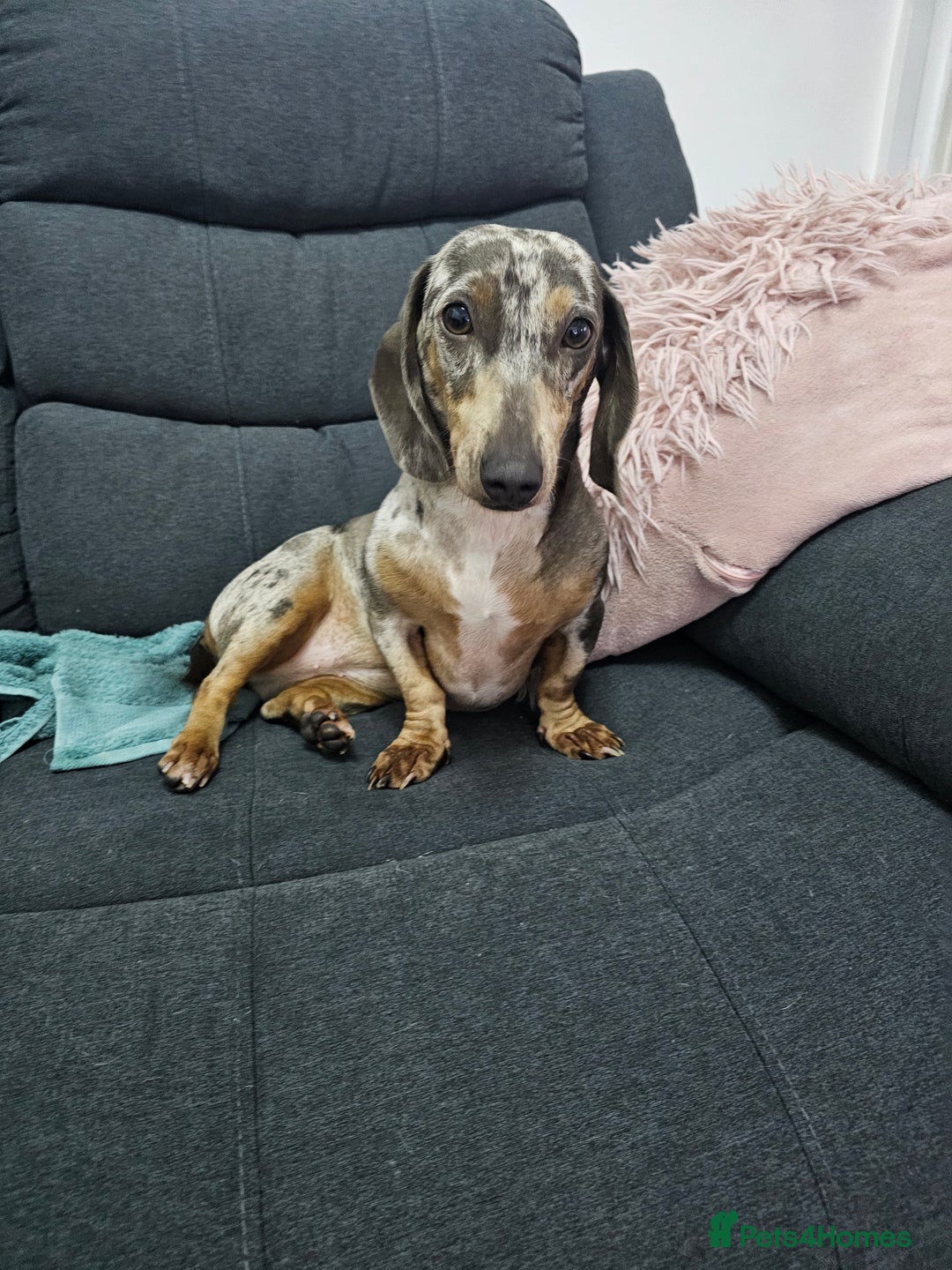 Miniature Dachshund dogs for sale: 2 miniature dachshunds must stay together - Image 5