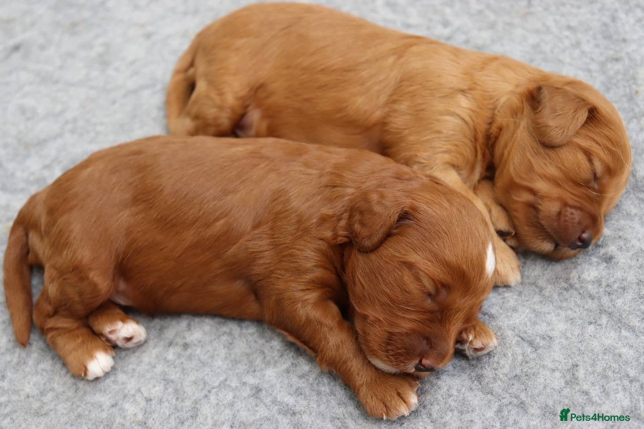 Cockapoo Puppy 1 Male 
