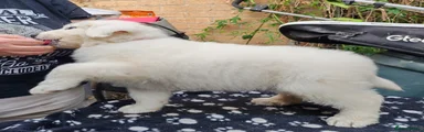 Daphne