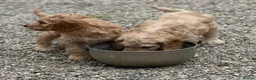 Cockapoo dogs for sale: Stunning Standard Cockapoos  - Advert 8
