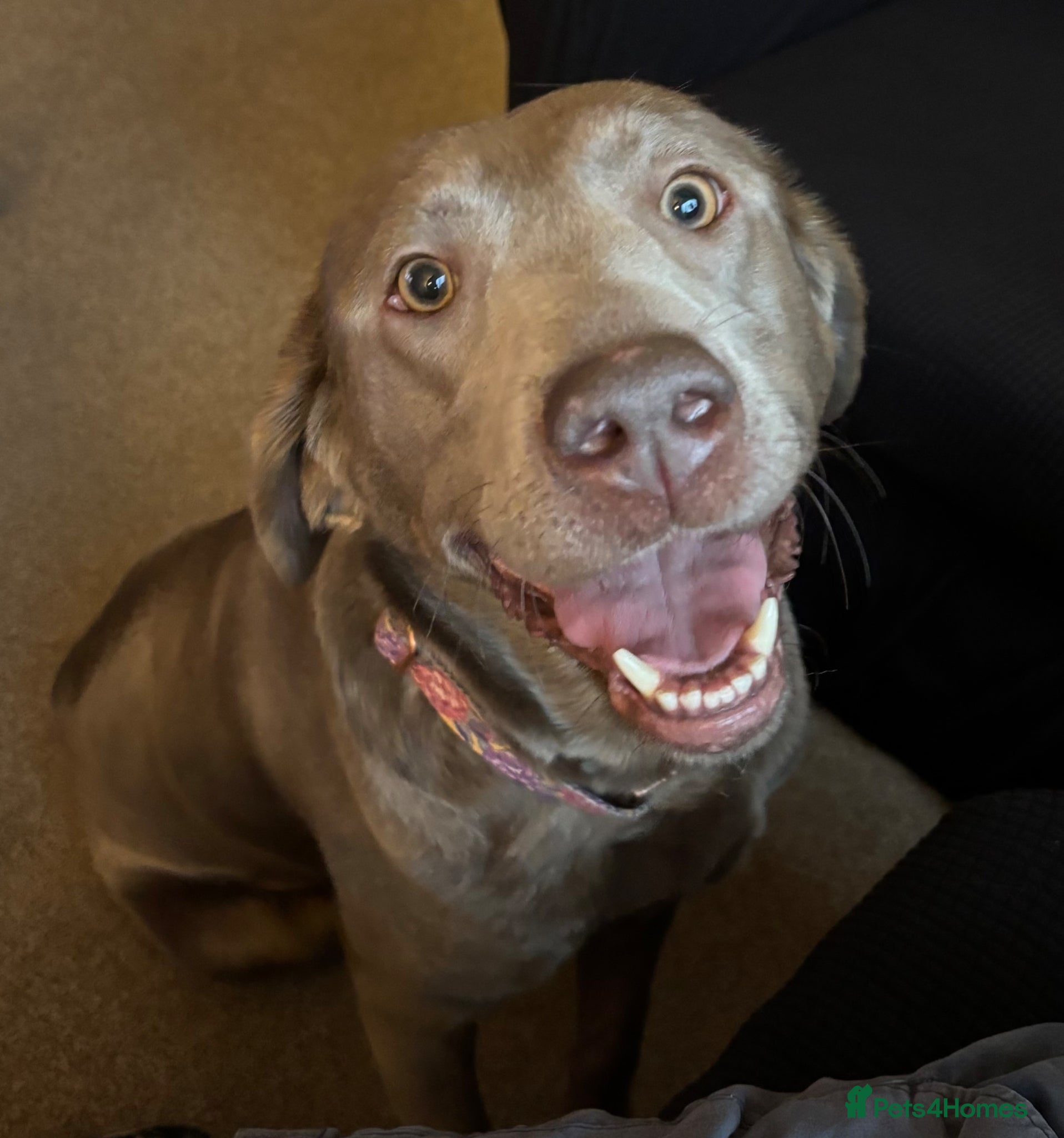 Labrador Retriever dogs Labrador for rehome  - Advert 2