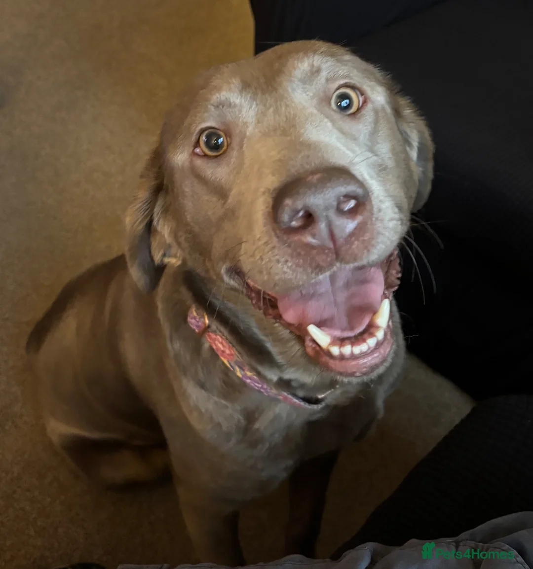 Labrador Retriever dogs for sale: Labrador for rehome  - Advert 1