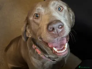 Labrador Retriever dogs Labrador for rehome - Advert 16