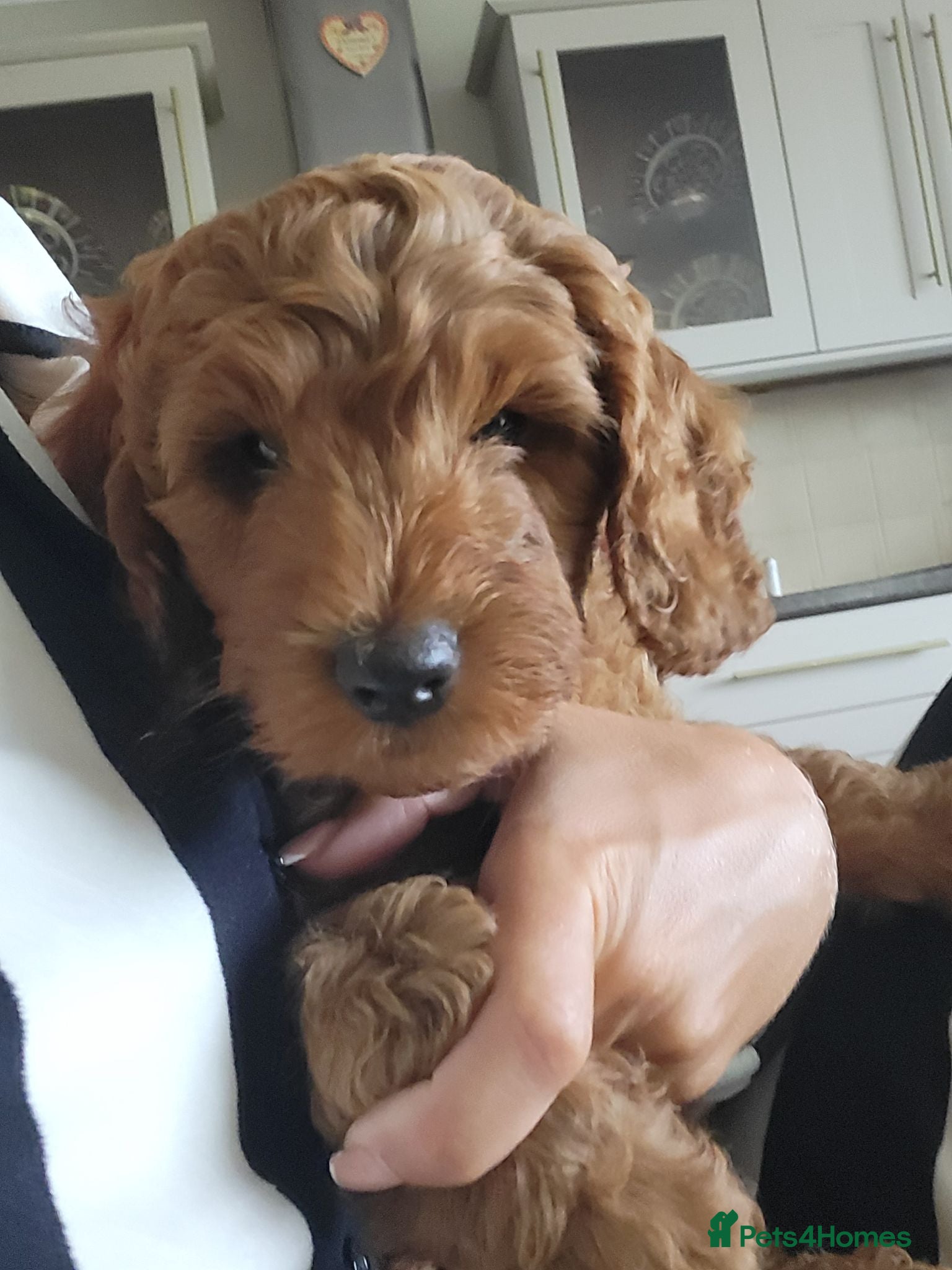 Cockapoo dogs F1B Cockapoos - Advert 2
