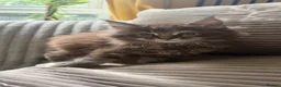 Maine Coon cats for sale: Maine coon - Advert 12
