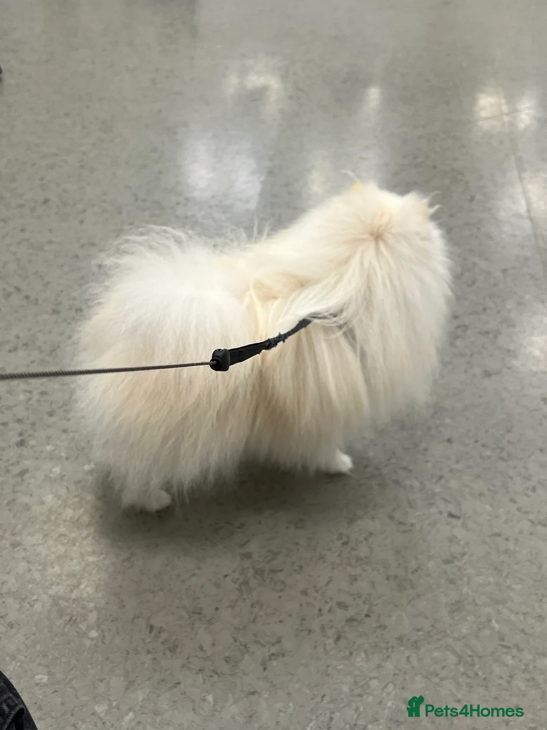 Pomeranian dogs for stud: Pomeranian Boy for Stud - Advert 5