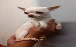 Chihuahua dogs for sale: Female applehead chihuahua - Image 5